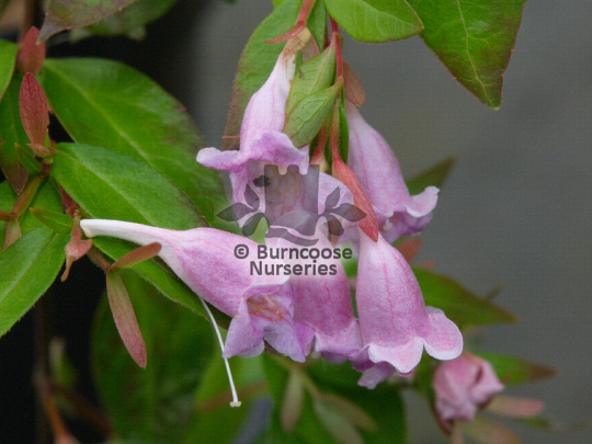 Abelia Edward Goucher