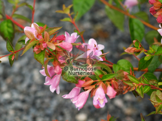 Abelia schumanii