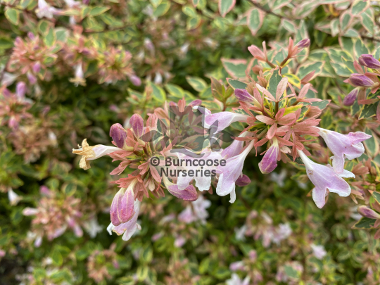 Abelia x grandiflora Sunshine Daydream