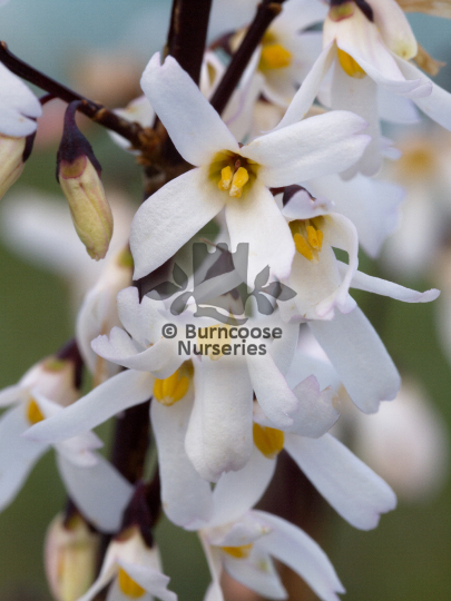 Abeliophyllum distichum