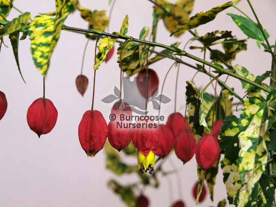 Abutilon megapotamicum Variegatum