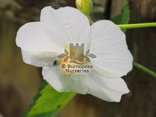 Abutilon suntense Album