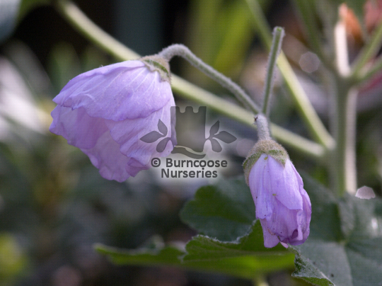 Abutilon Veronica Tennant