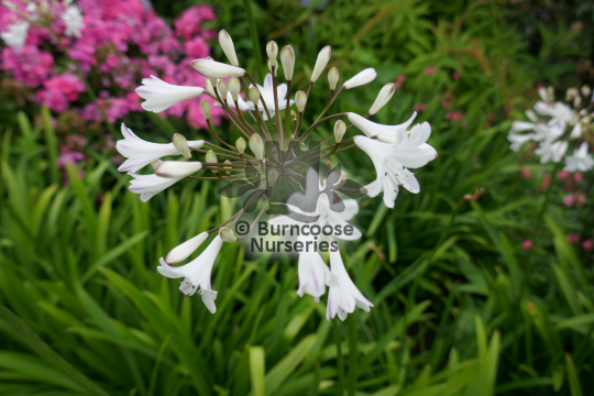 Agapanthus campanulatus var albidus