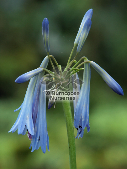 Agapanthus inapertus subsp Sky Blue
