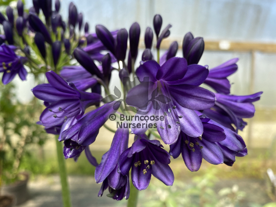 Agapanthus Royal Velvet