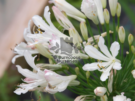 Agapanthus Strawberry Ice