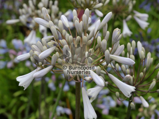 Agapanthus Windsor Grey