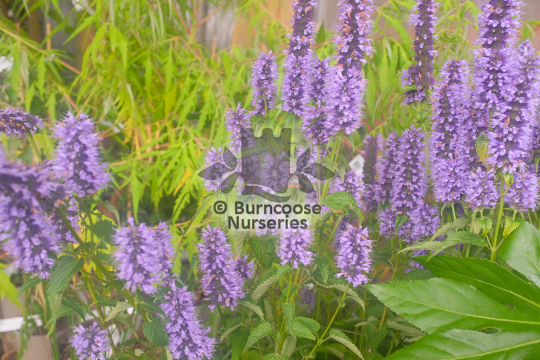 Agastache Blackadder