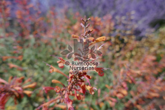 Agastache Firebird