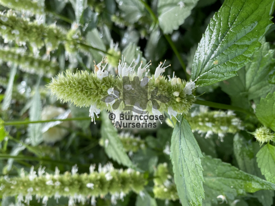 Agastache rugosa f albiflora Liquorice White.