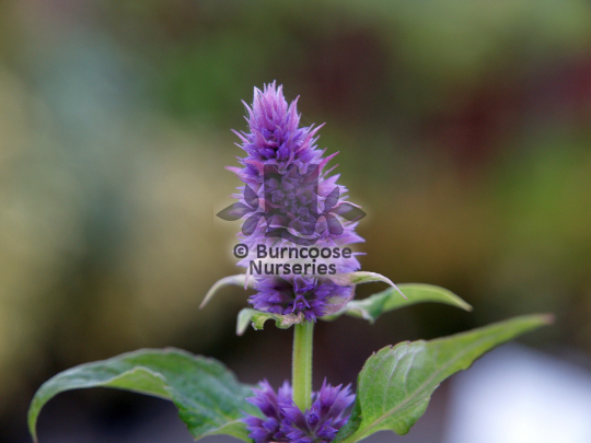 Agastache_foeniculum_Blue Fortune