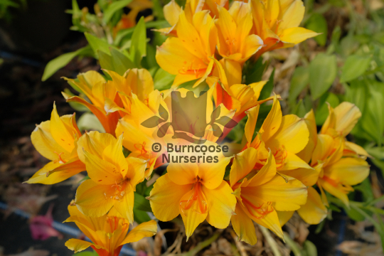 Alstroemeria Lisa