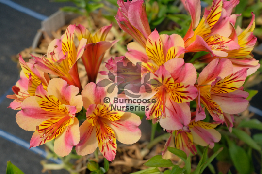 Alstroemeria Princess Paola