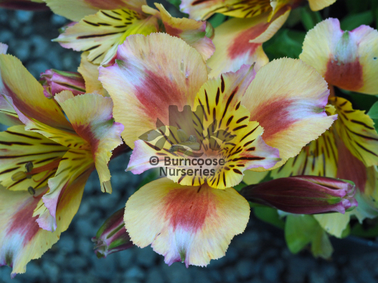 Alstroemeria Princess Sara