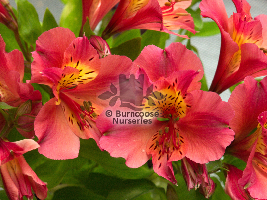 Alstroemeria Princess Zavina