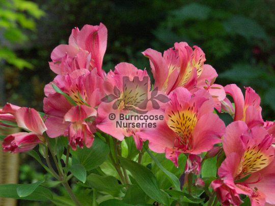 Alstroemeria Princess Zavina