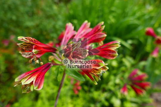 Alstroemeria psitticina