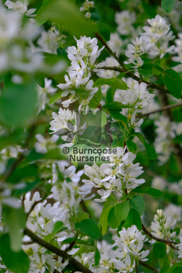 Amelanchier alniflolia Obelisk