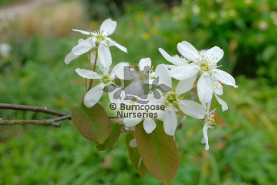 Amelanchier bartramiana