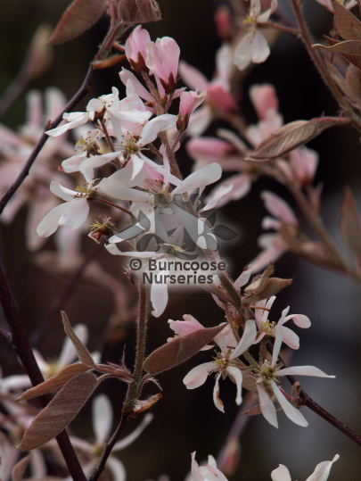 Amelanchier x grandiflora Robin Hill
