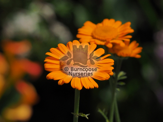 Anthemis Orange Dream
