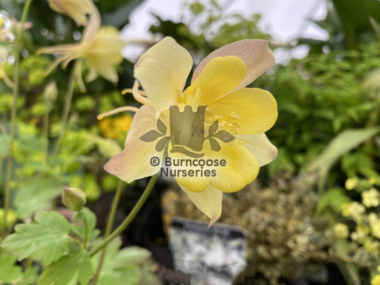 Aquilegia Swan