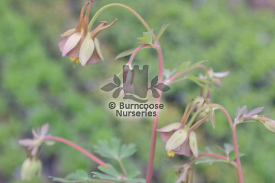 Aquilegia viridiflora Chocolate Soldier