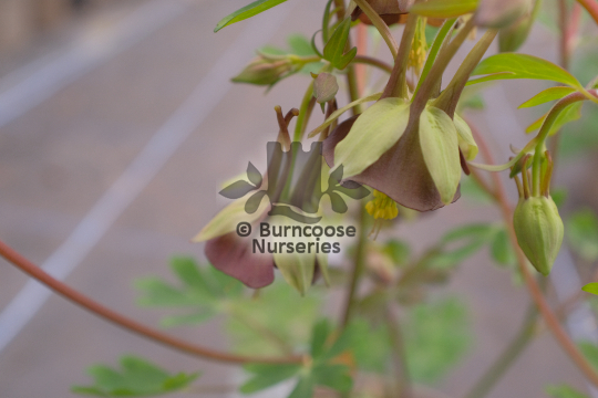 Aquilegia viridiflora Chocolate Soldier