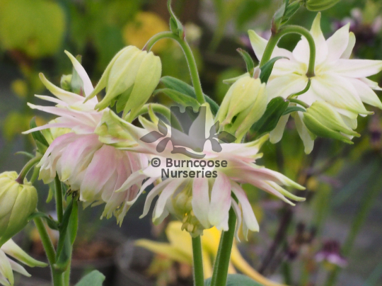 Aquilegia vulgaris Greenapples