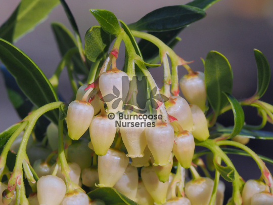 Arbutus unedo 