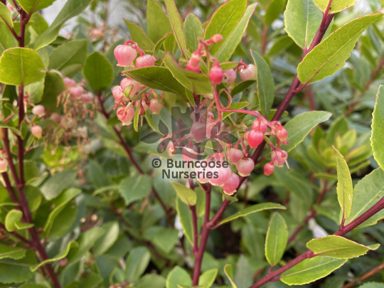 Arbutus unedo Rubra