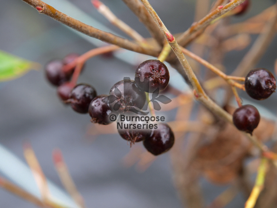 Aronia arbutifolia