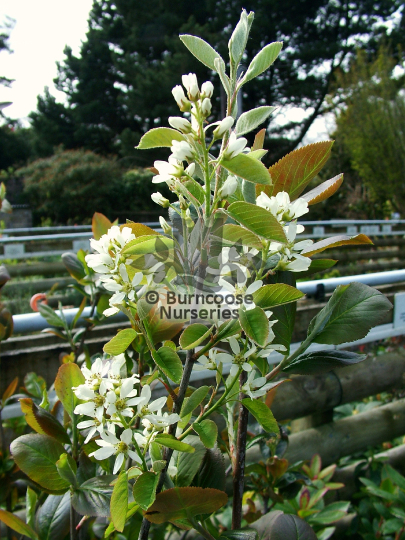 Aronia melanocarpa