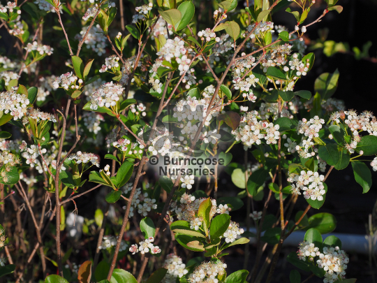 Aronia melanocarpa Autumn Magic