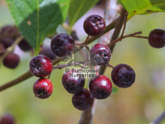 Aronia x prunifolia Nero