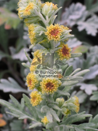 Artemisia stelleriana Boughton Silver