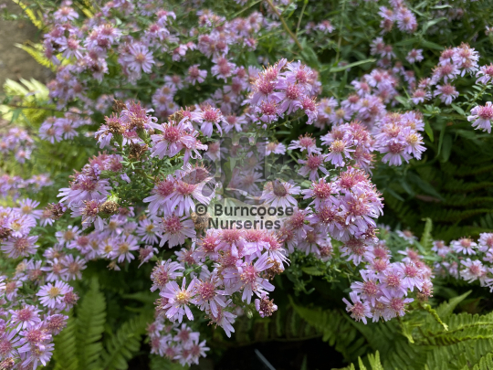 Aster Coombe Fishacre