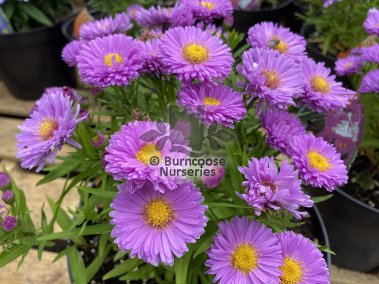 Aster Rose Crystal