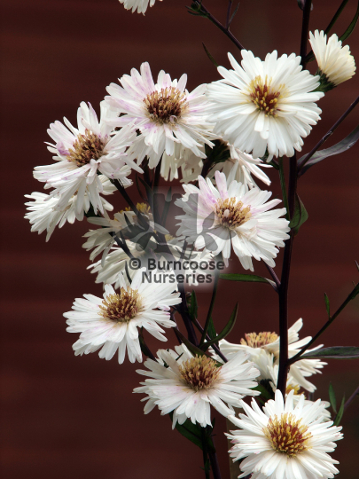 Aster White Ladies
