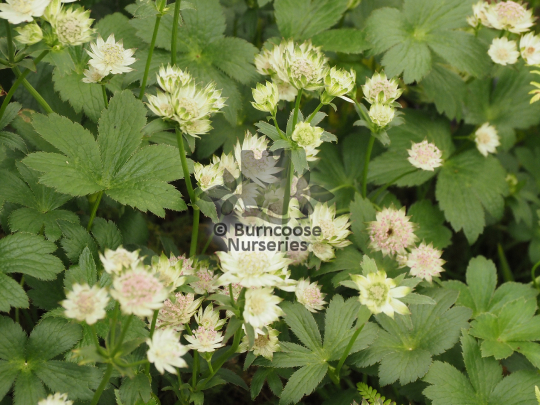 Astrantia Buckland