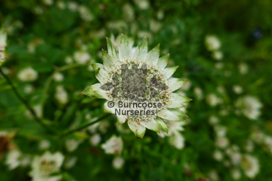 Astrantia Buckland