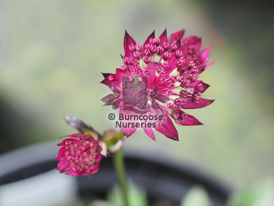 Astrantia major Midnight Owl