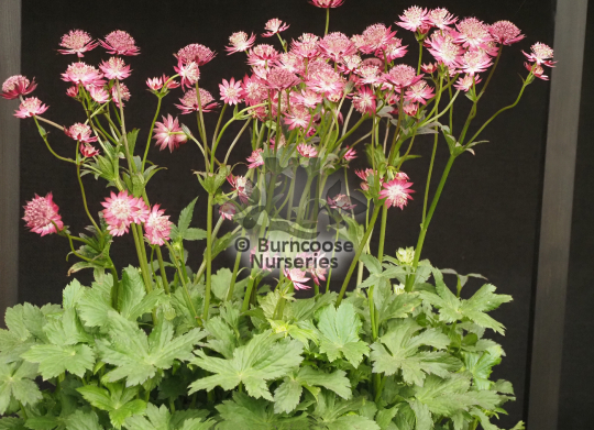 Astrantia major Red Joyce
