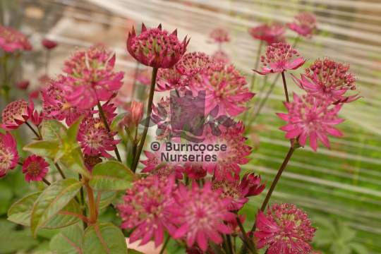 Astrantia major Ruby wedding
