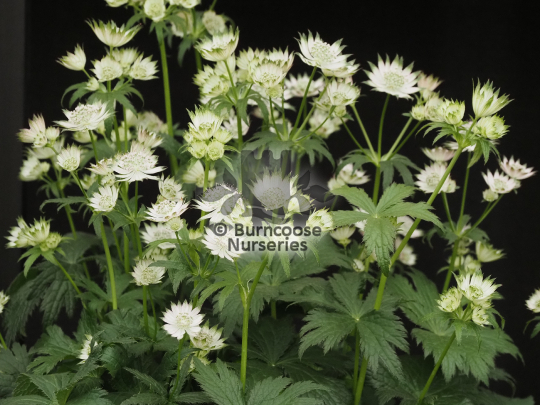 Astrantia major Snow Queen