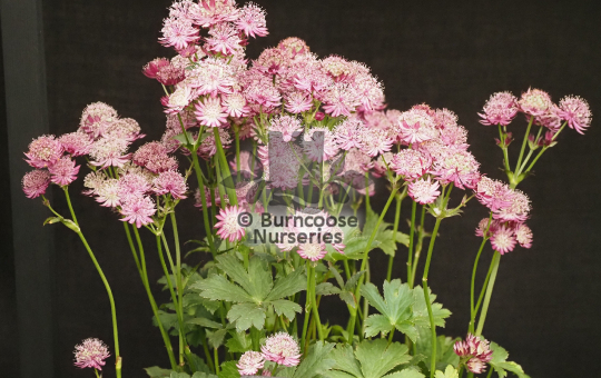Astrantia major Star of Beauty