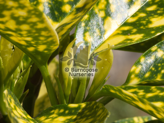 Aucuba japonica Crotonifolia