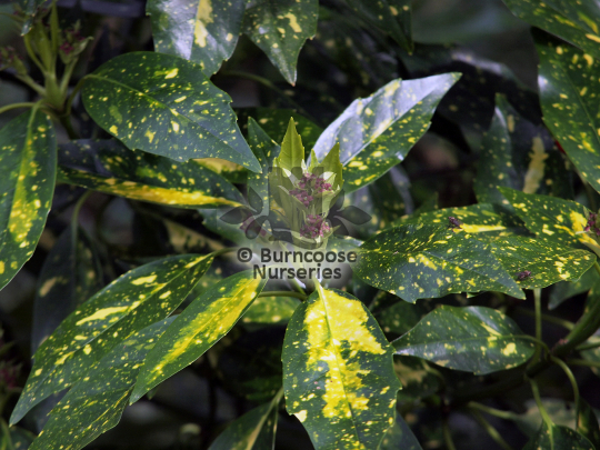 Aucuba japonica Golden Spangles