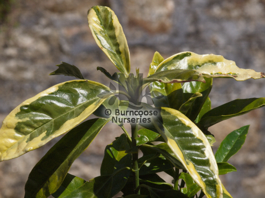 Aucuba japonica Sulphurea Marginata